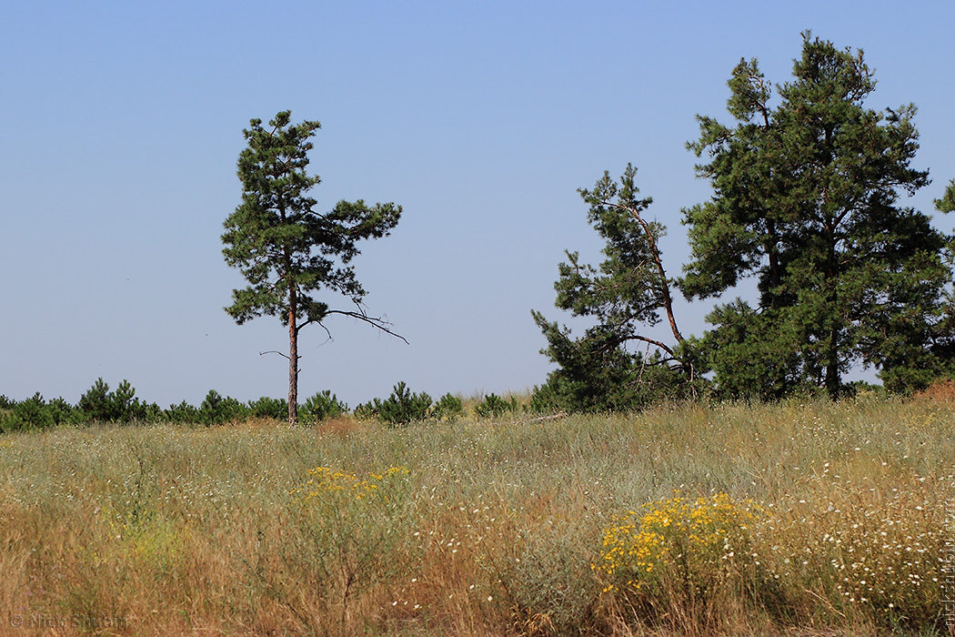 Kinburn Peninsula, July 2016