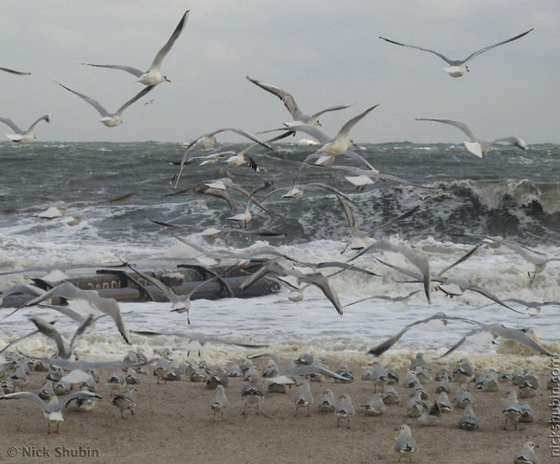 Winter Sea in Odessa