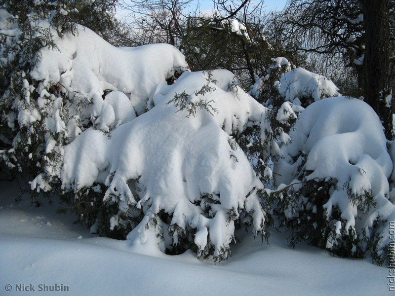 Snow in Odessa, 2009