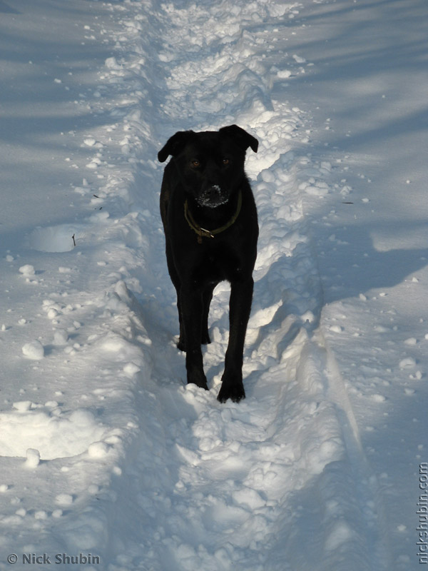 Snow in Odessa, 2009