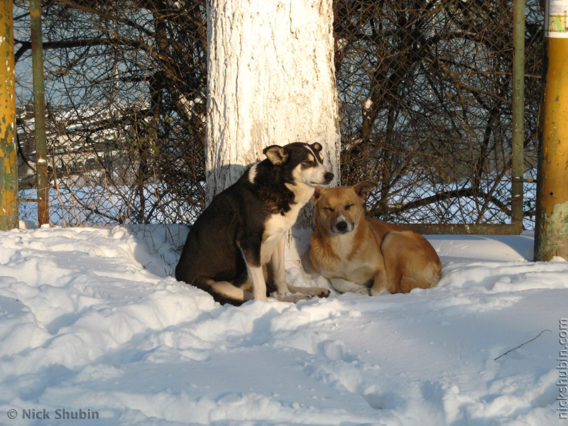 Snow in Odessa, 2009