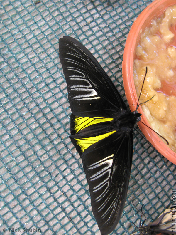 Butterflies