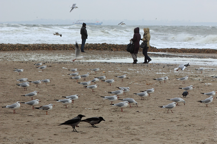 Sea storm, Odessa