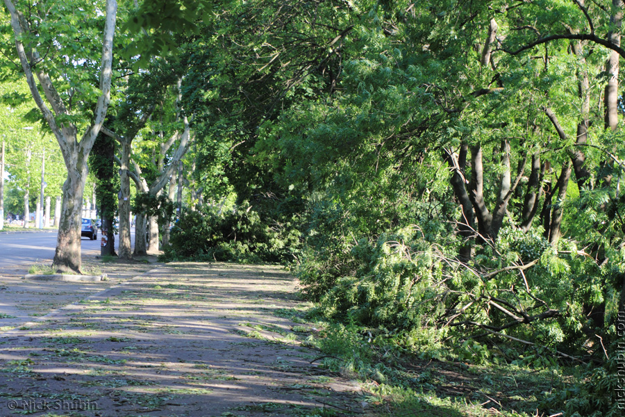 Storm in Odessa. Damaged trees.