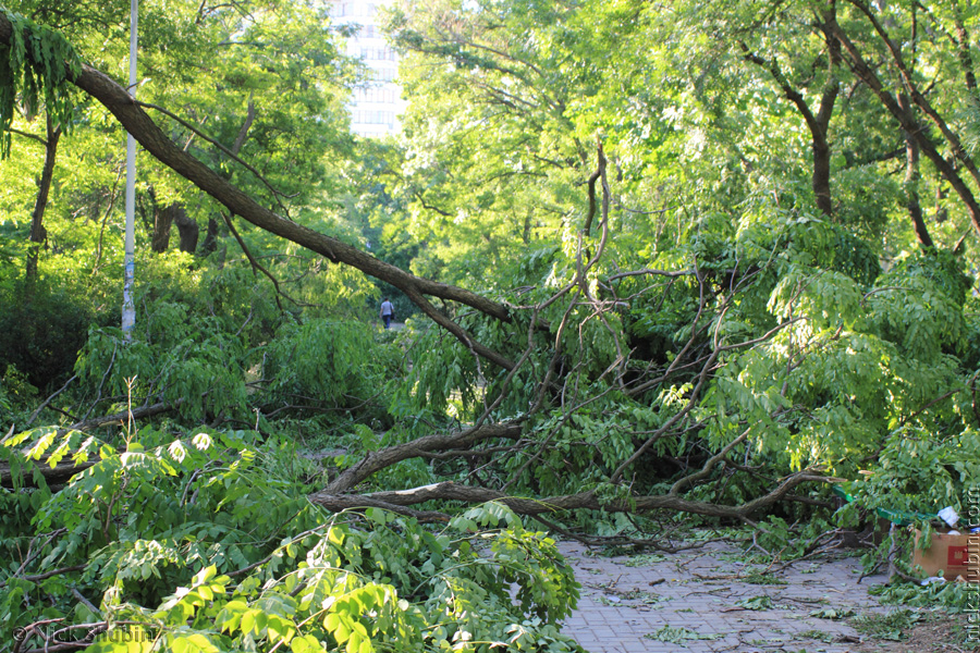 Storm in Odessa. Damaged trees.