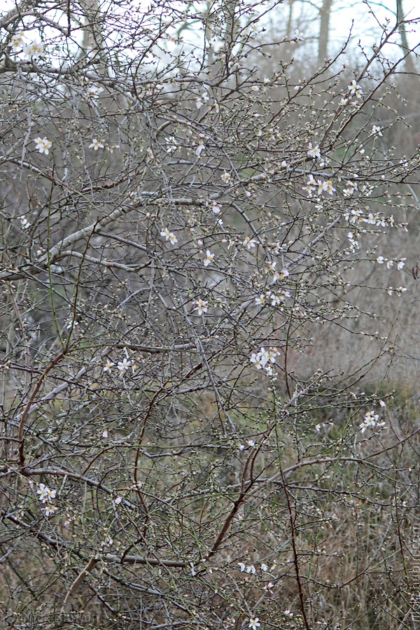 Winter cherry blossom