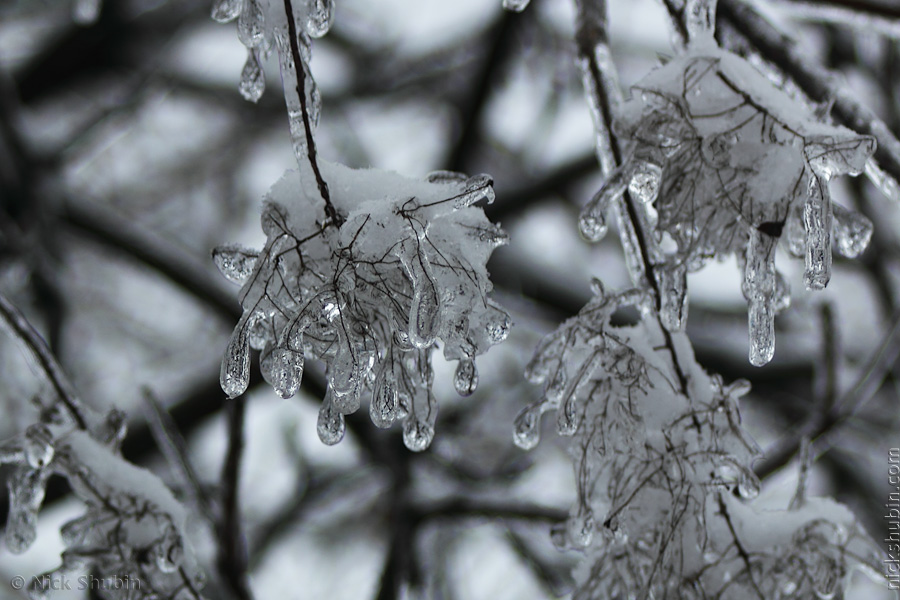 Iced up Trees in Odessa