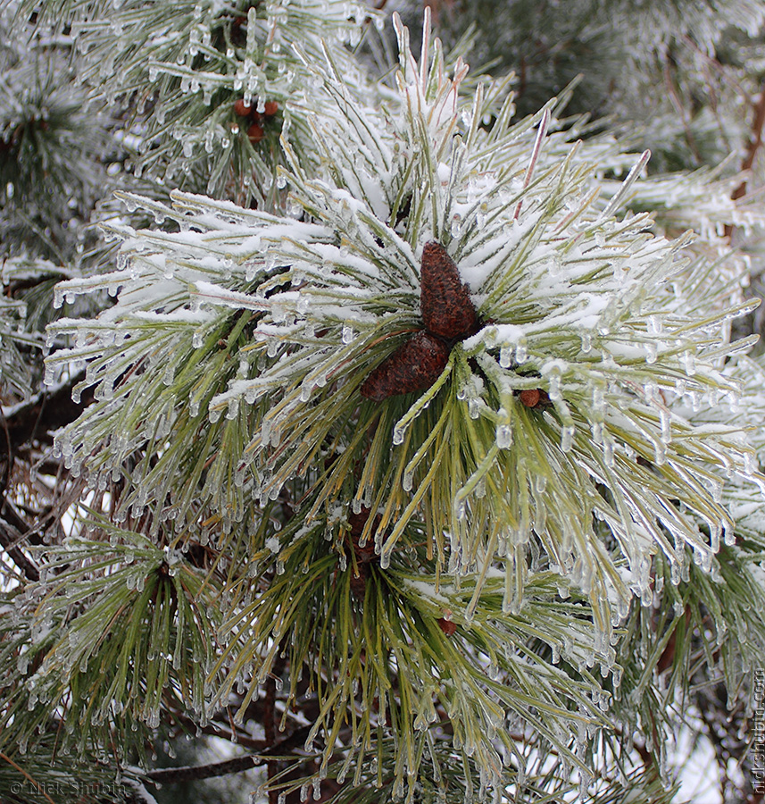 Winter in Odessa